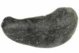 Fossil Whale Ear Bone - Miocene #177794-1